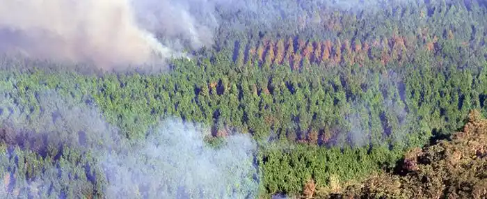 智慧林业防火监测案例
